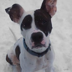 Meet your Posher, Isabella